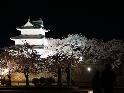 桜の名所「新発田城址公園」 | 株式会社新潟ダイハツモータース